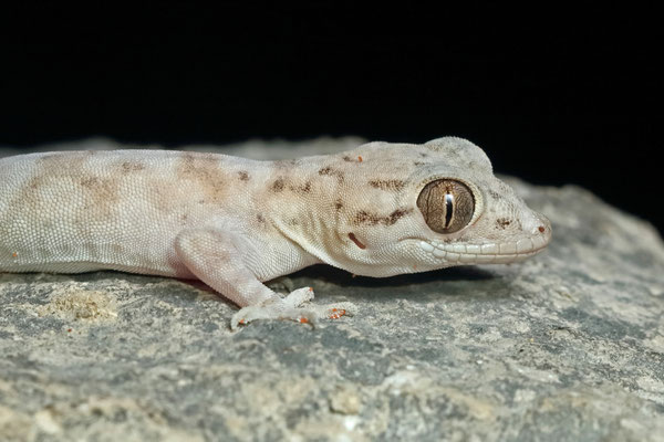 Only recently described, the Ghost Gecko (Hemidactylus lemurinus) only occurs on a few locations. 