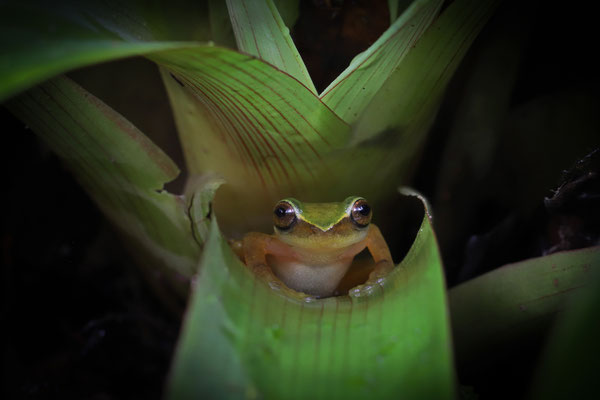 Perkins' Bromeliad Treefrog (Exerodonta perkinsi)