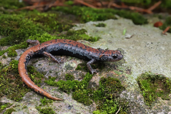 Leprous False Brook Salamander (Pseudoeurycea leprosa) 
