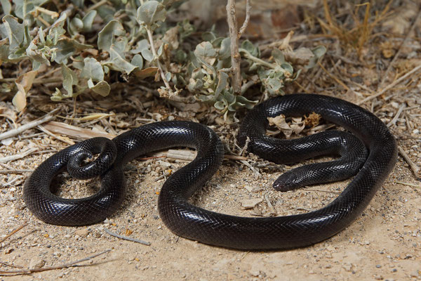  Israeli Mole Viper (Atractaspis engaddensis)