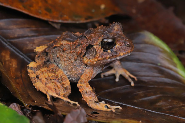 Pacific Broad-headed Litter Frogs (Craugastor rugosus)