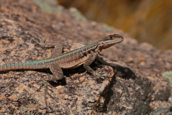 Grandidier's Madagascar Swift (Oplurus grandidieri)