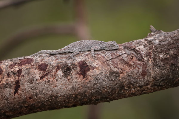 Tropical Tree Lizard (Urosaurus bicarinatus) high up in a tree.