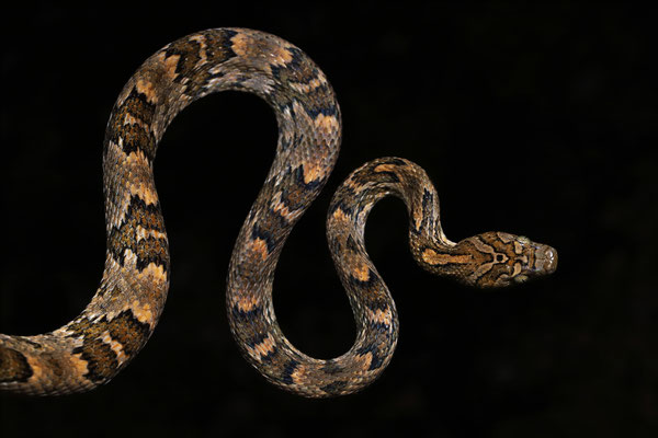 Western Lyre Snake (Trimorphodon biscutatus)