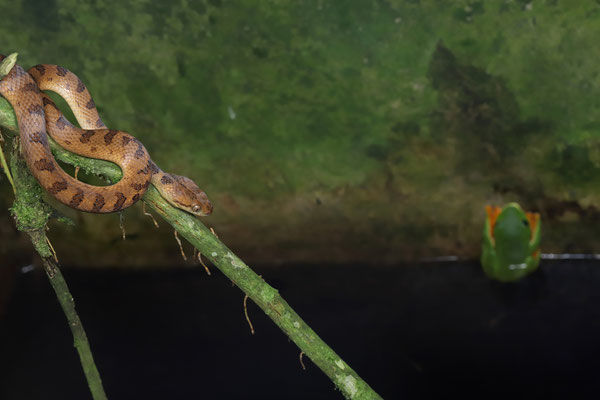 Northern Cat-eyed Snake (Leptodeira septentrionalis) preying on Black-eyed Leaf Frog (Agalychnis moreletii).