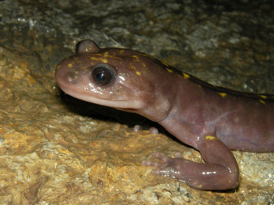 Gorgan Cave Salamander (Paradactylodon persicus)