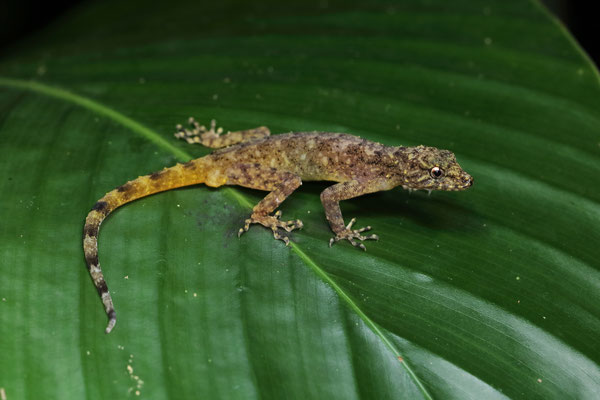 Spiny-necked Forest Gecko (Ancylodactylus spinicollis) 