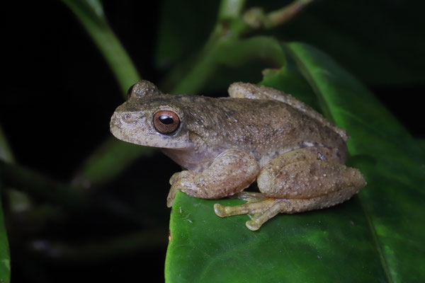 Las Palmas Spikethumb Frog (Plectrohyla quecchi)