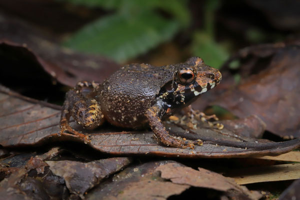 Decary's Madagascar Frog (Gephyromantis decaryi)