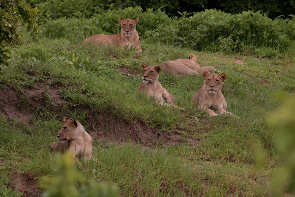 Lions (Panthera leo) alerted by the elephants approaching.