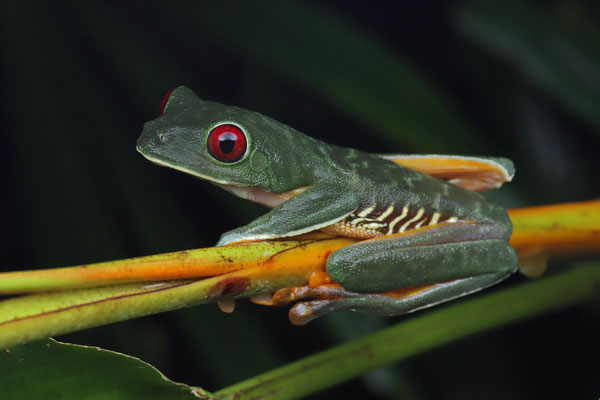 Red-eyed Leaf Frog (Agalychnis callidryas)