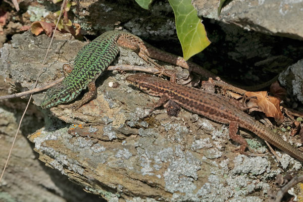 Erhard's Wall Lizard (Podarcis erhardii) couple