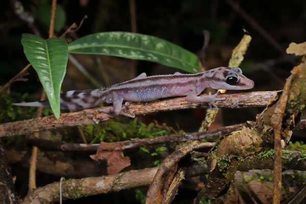Graceful Madagascar Ground Gecko (Paroedura gracilis) 