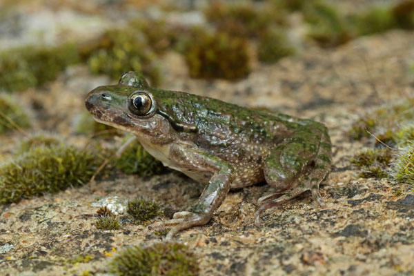 Parsley Frog (Pelodytes punctatus hespericus) female