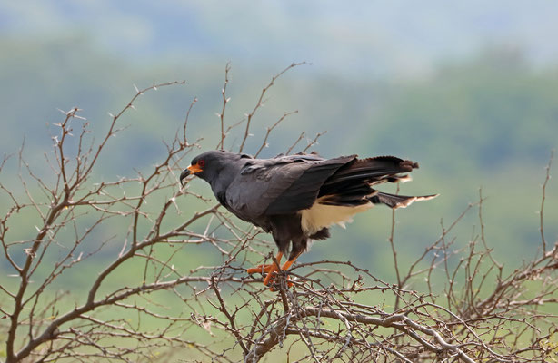 Snail Kite (Rostrhamus sociabilis)