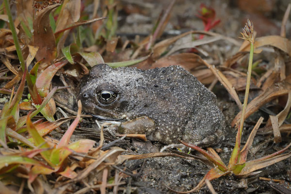 Cape Sand Frog (Tomopterna delalandii)