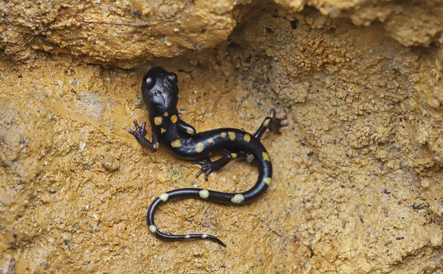 Nimble Long-limbed Salamander (Nyctanolis pernix)