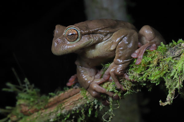 Alta Verapaz Spikethumb Frog (Plectrohyla teuchestes)