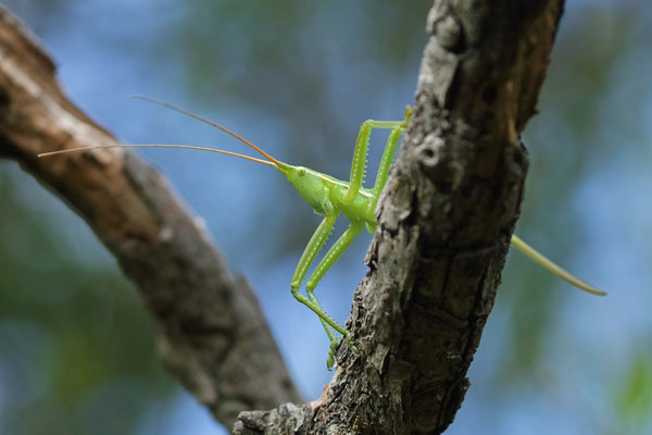 Predatory Bush Cricket (Saga pedo)