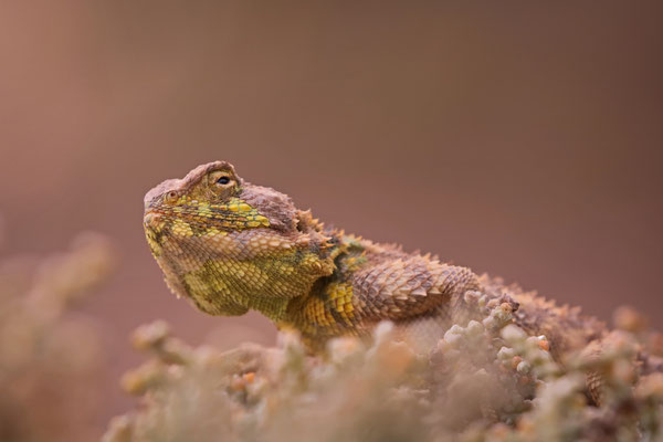 Spiny Ground Agama (Agama hispida) male