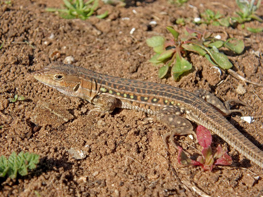 Spiny-footed Lizard (Acanthodactylus "lineomaculatus")