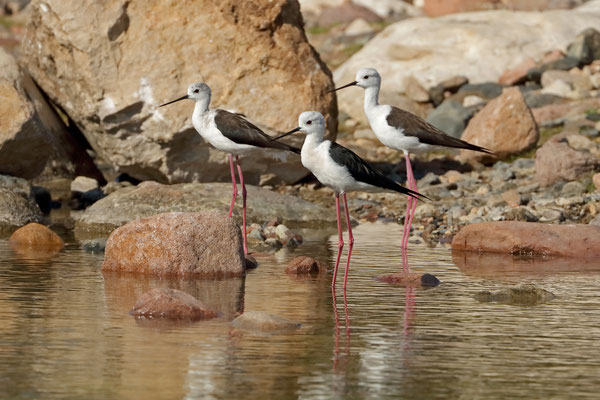 Although typically a shore bird, on Socotra we found Black-winged Stilts (Himantopus himantopus) in every wadi.