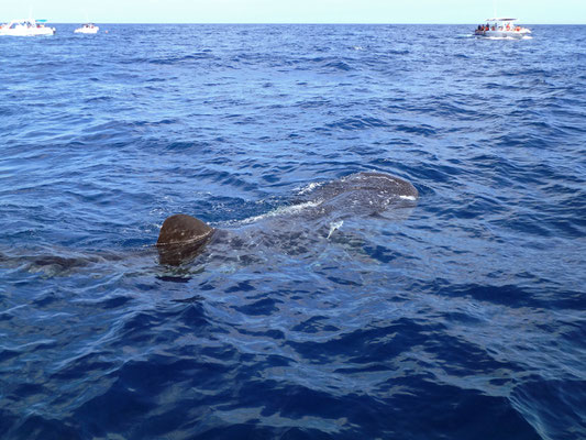 Whale Shark (Rhincodon typus)