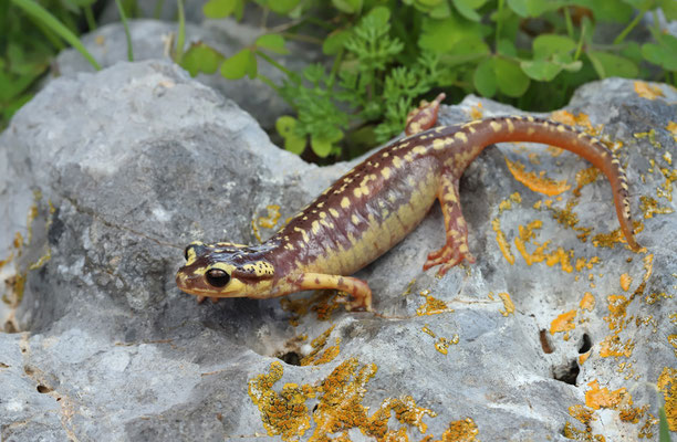 Karpathos Salamander (Lyciasalamandra helverseni) female