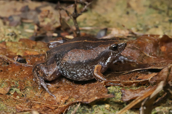 Two-spaded Narrow-mouthed Toad (Hypopachus ustus)