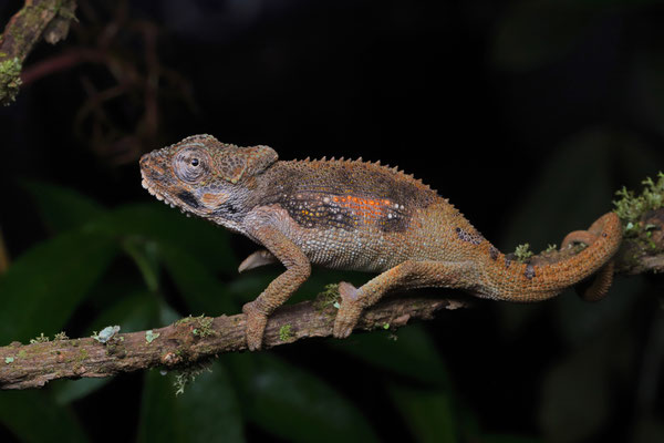 Ngome Dwarf Chameleon (Bradypodion ngomeense)