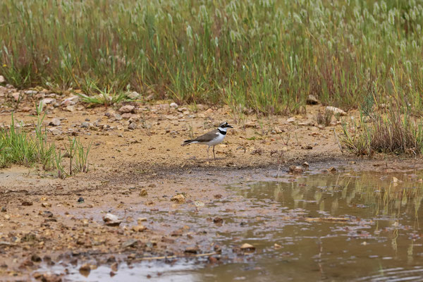 Little Ringed Plover (Thinornis dubius)