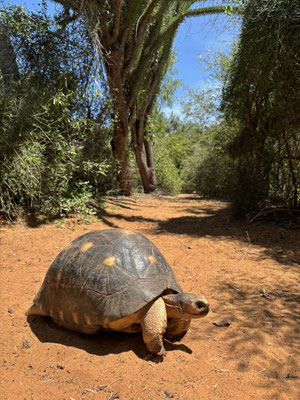 Massive Radiated Tortoise (Astrochelys radiata) making its way through the spiny forest.