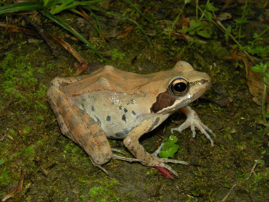 Iranian Wood Frog (Rana pseudodalmatina)