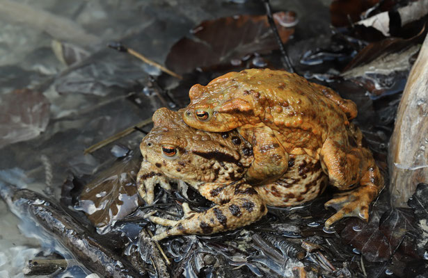 Common Toads (Bufo bufo) in amplexus.