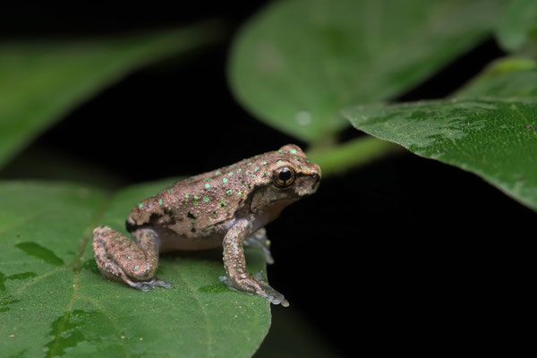 Matuda's Spikethumb Frog (Plectrohyla matudai) freshly metamorphosed individual.