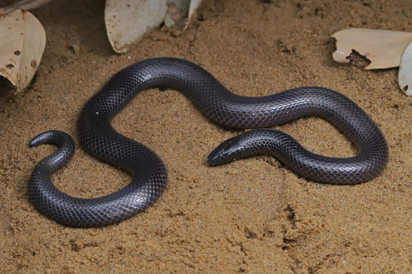 Common Purple-glossed Snake (Amblyodipsas polylepis)