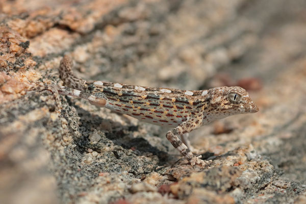 Carter's Rock Gecko (Pristurus carteri)