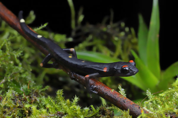 Nimble Long-limbed Salamander (Nyctanolis pernix)