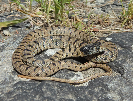 Algerian Whip Snake (Hemorrhois algirus) juvenile, Malta, April 2017