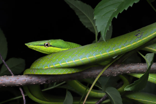 Green Vine Snake (Oxybelis fulgidus) sleeping right above...