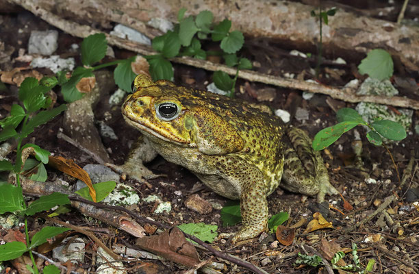 Western Cane Toad (Rhinella horribilis)