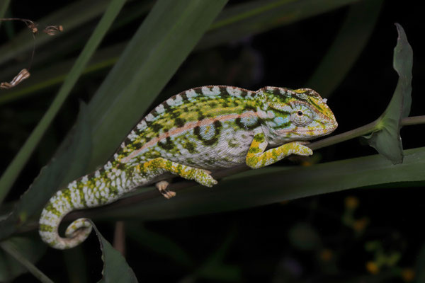 ...and Carpet Chameleon (Furcifer lateralis) waking up.