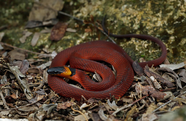 Redback Coffee Snake (Ninia sebae)