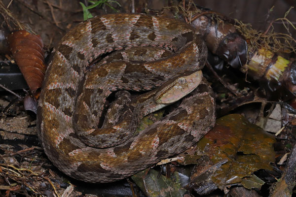 Fer-de-Lance (Bothrops asper)