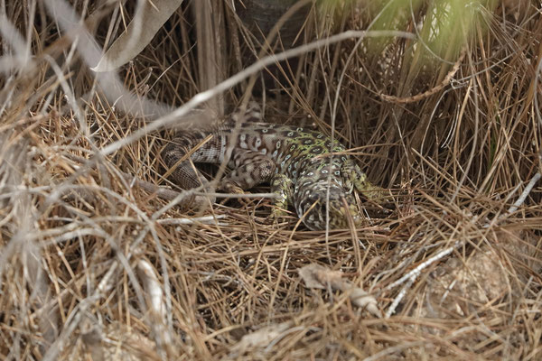 Sierra Nevada Ocellated Lizard (Timon nevadensis) subadult female