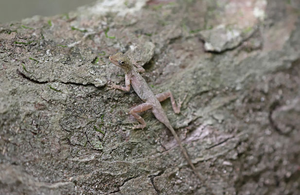 Cope's Silky Anole (Anolis ustus)