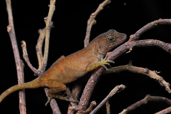 Ground Anole (Anolis humilis)