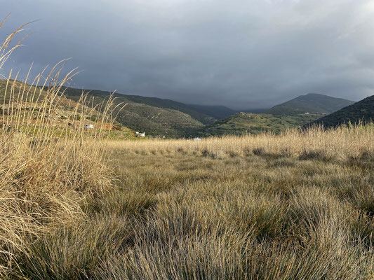 Coastal wetland in the late afternoon.