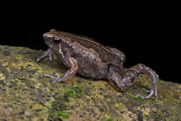 Two-spaded Narrow-mouthed Toad (Hypopachus ustus)