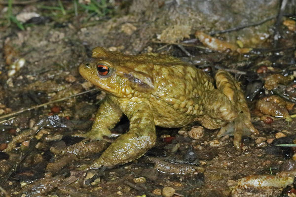 Spiny Toad (Bufo spinosus)
